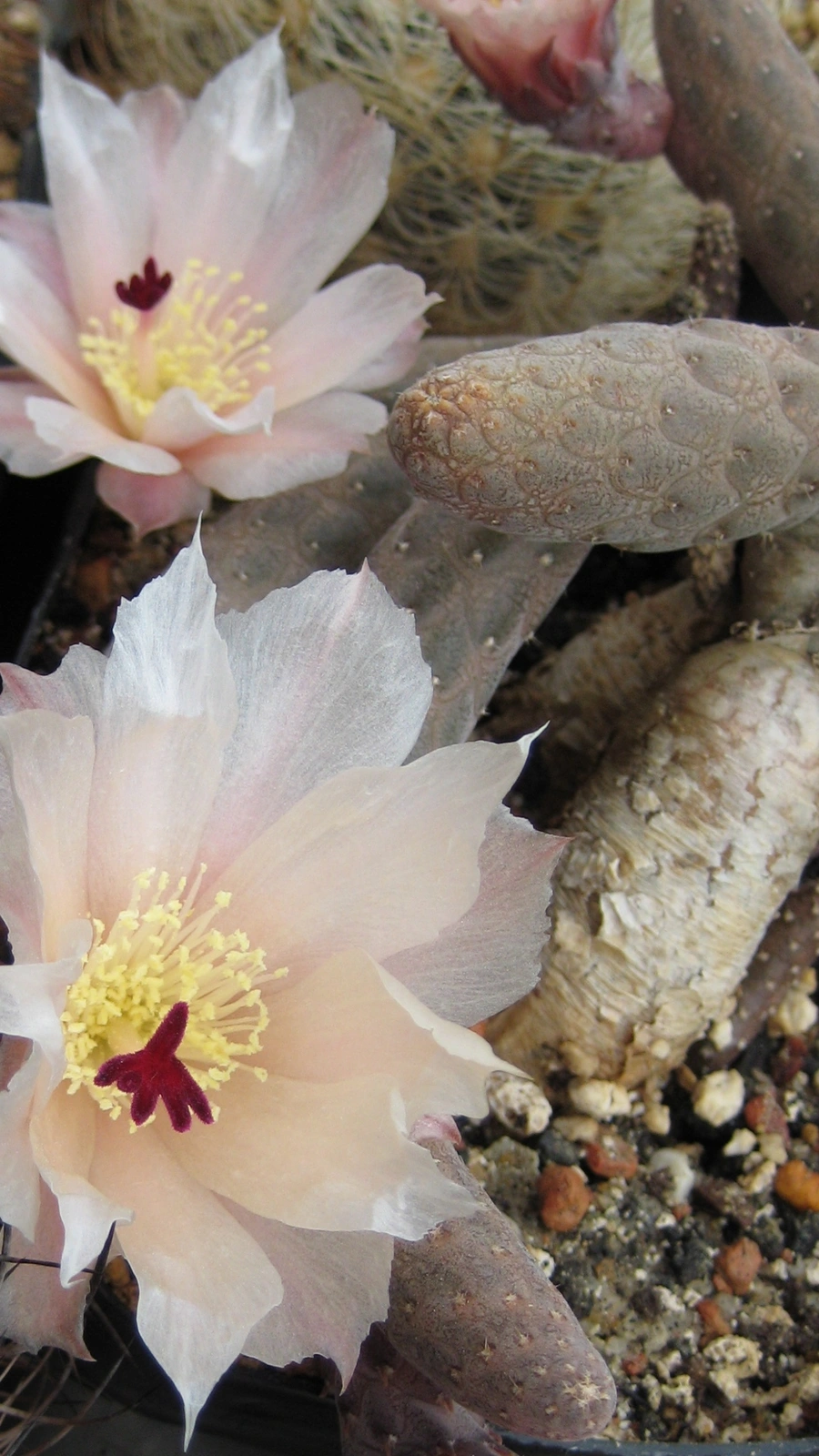 Cactus reticulatus