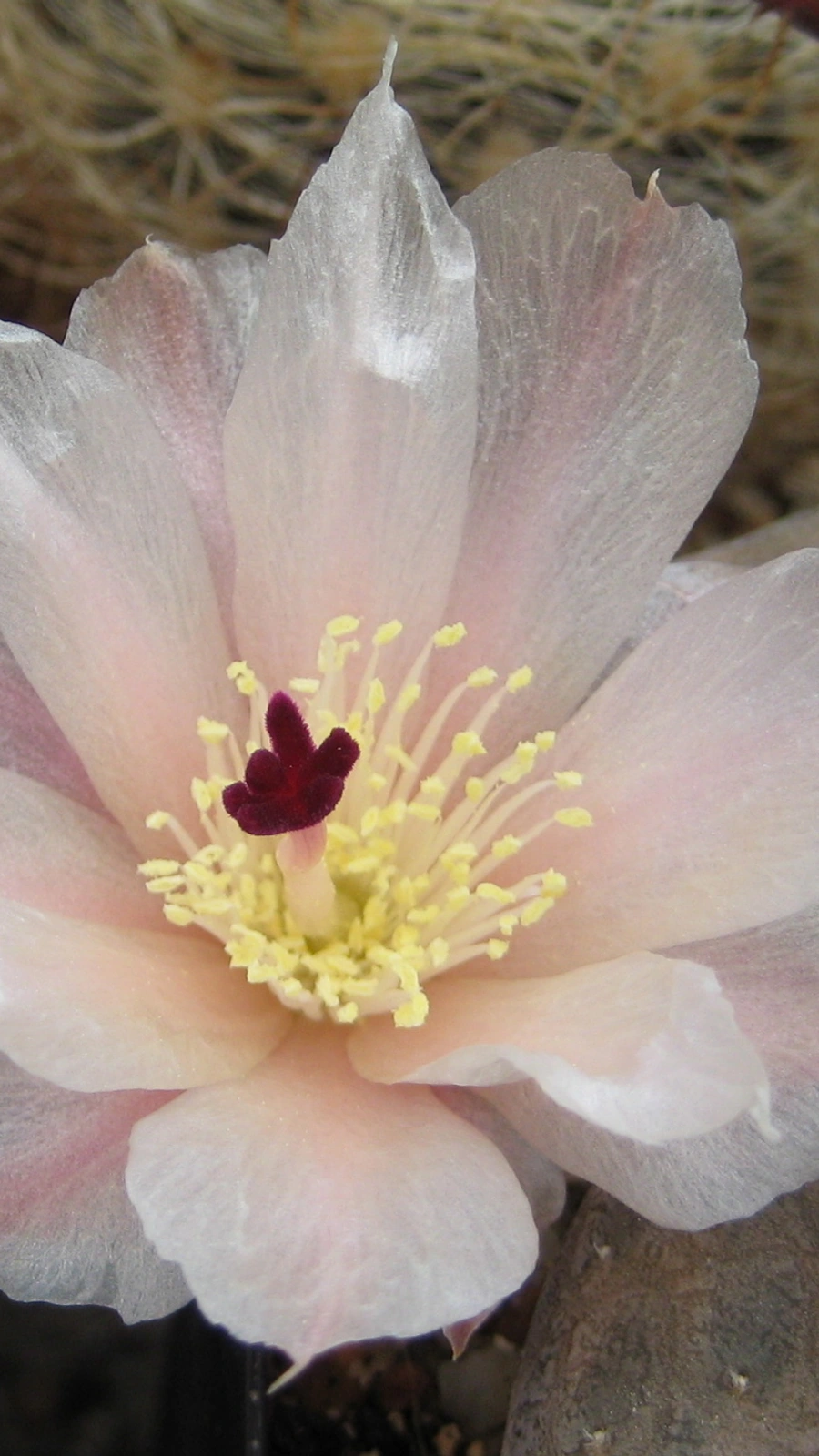 Cactus reticulatus
