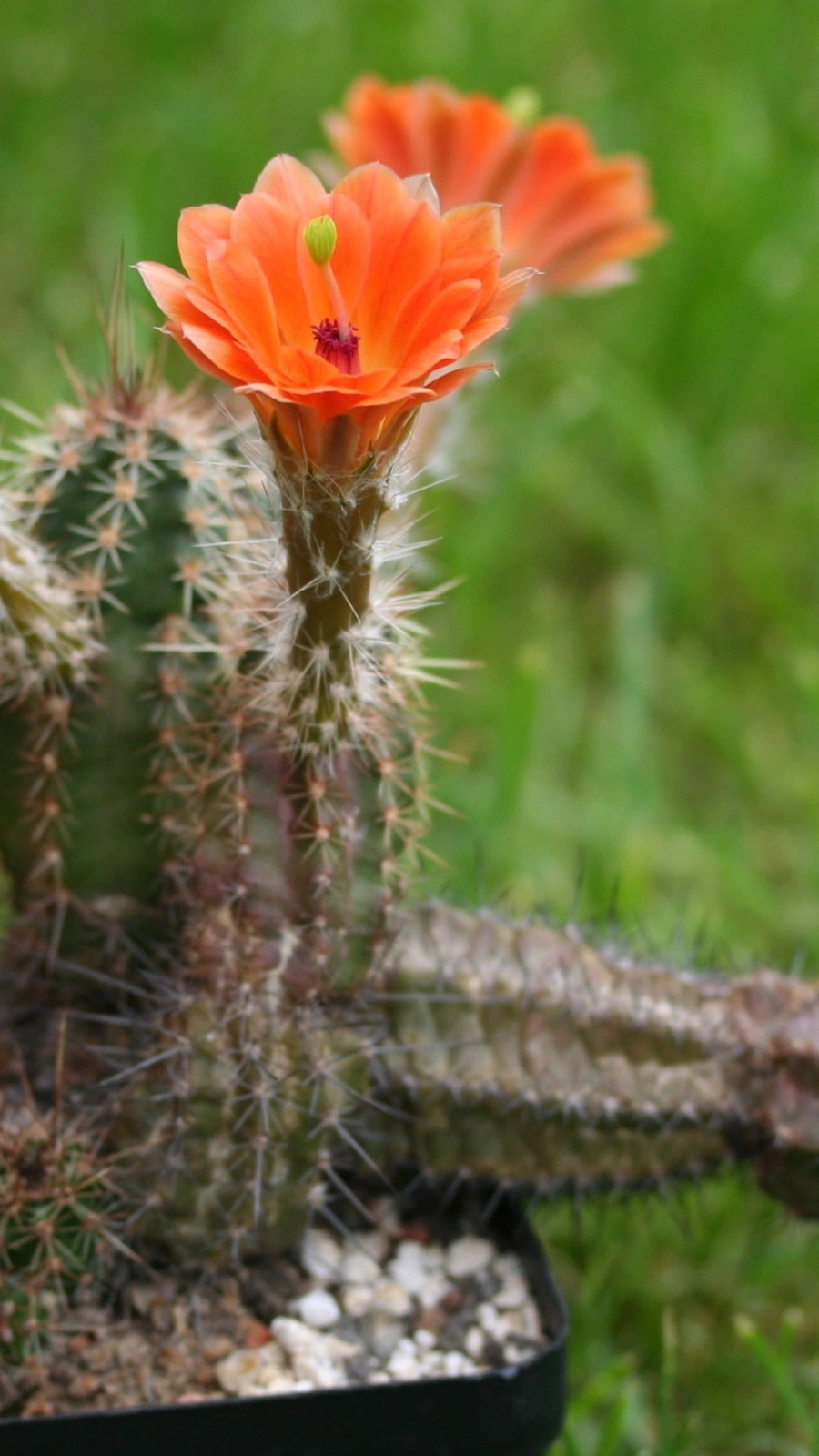 Cactus salmianus