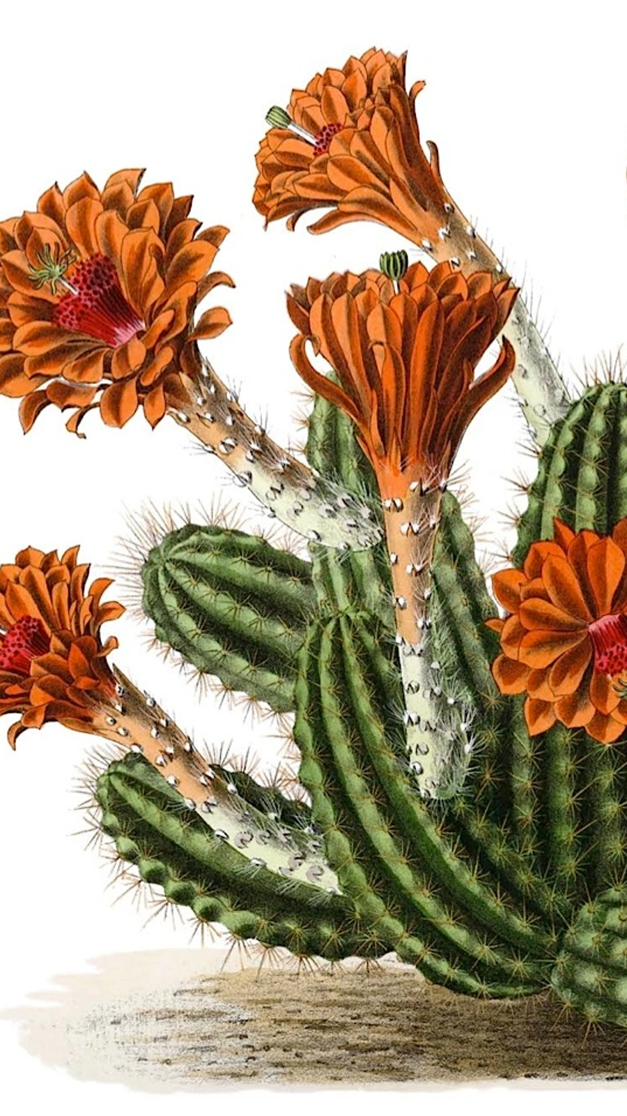 Cactus salmianus