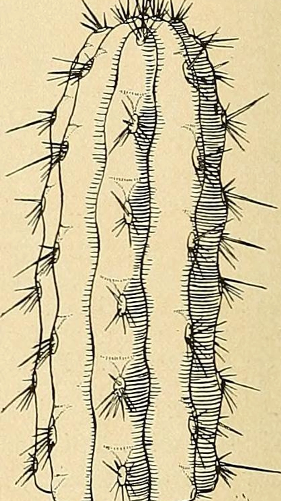Cactus sepium