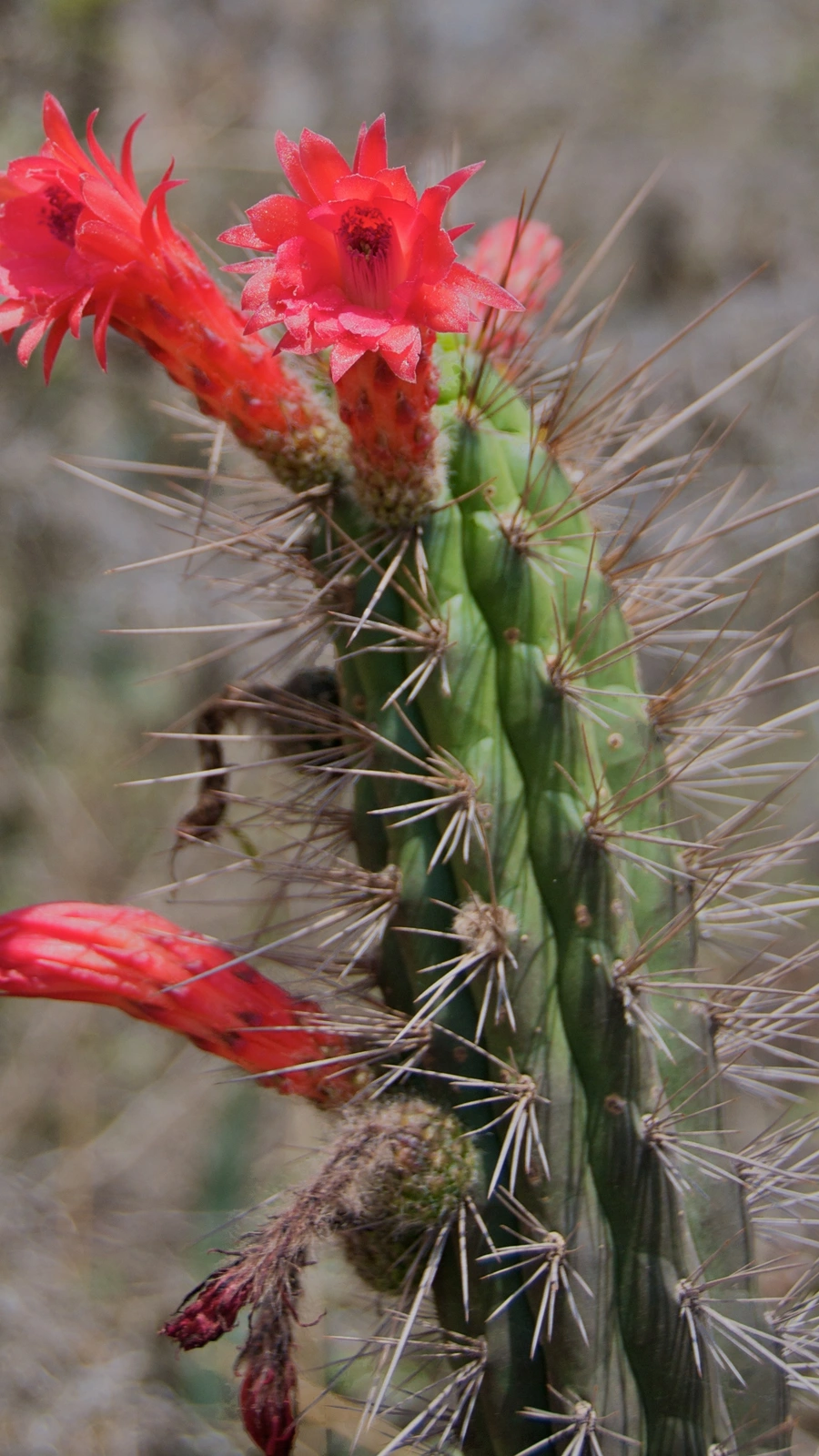 Cactus sepium