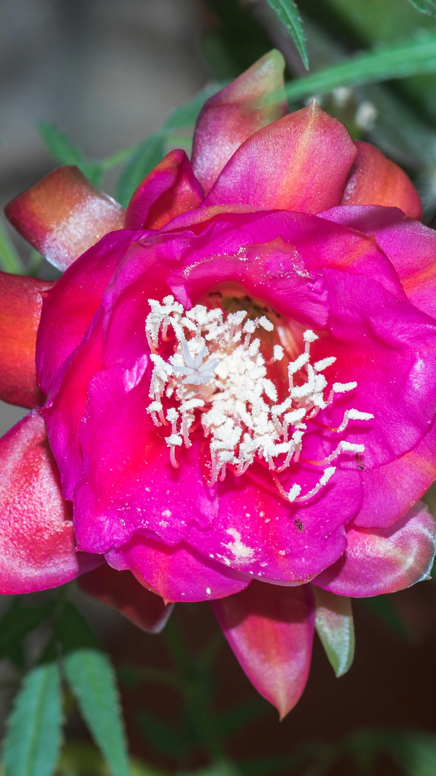 Cactus speciosus