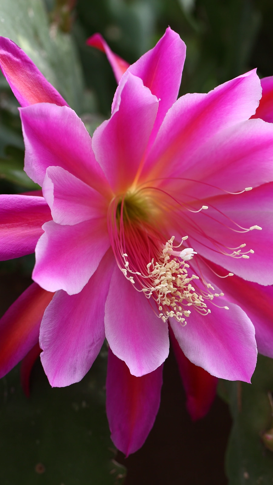 Cactus speciosus