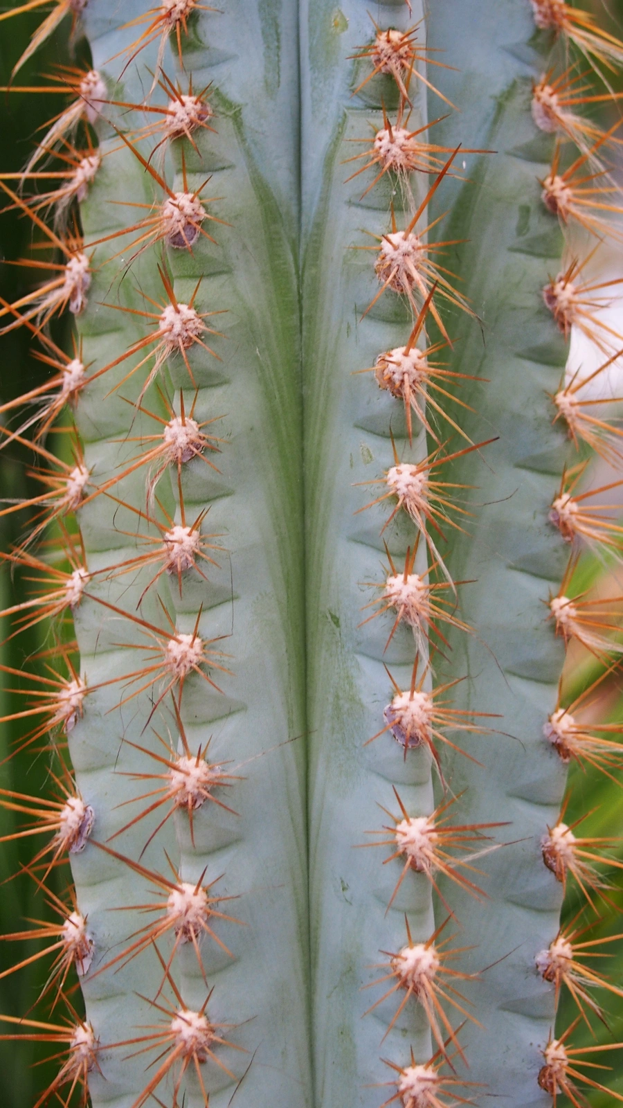 Cactus splendidus