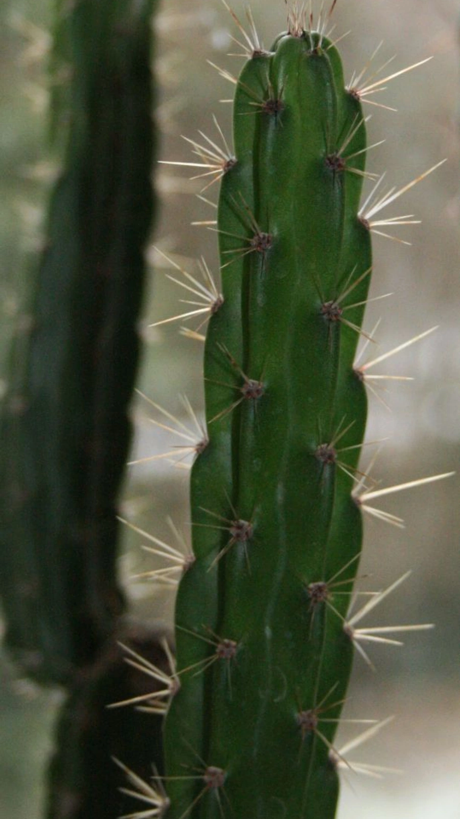 Cactus sylvestris