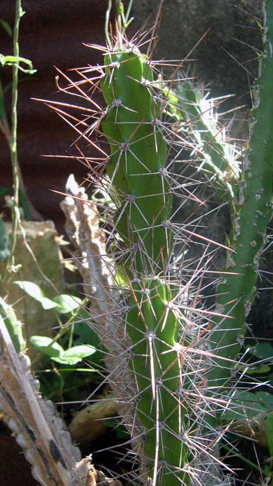 Cactus sylvestris