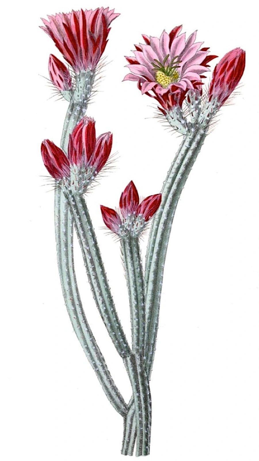 Cactus tamaulipensis