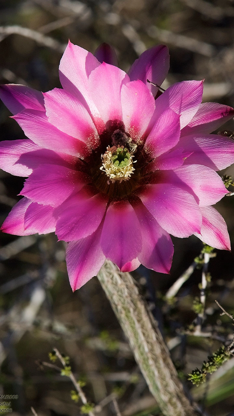 Cactus tamaulipensis