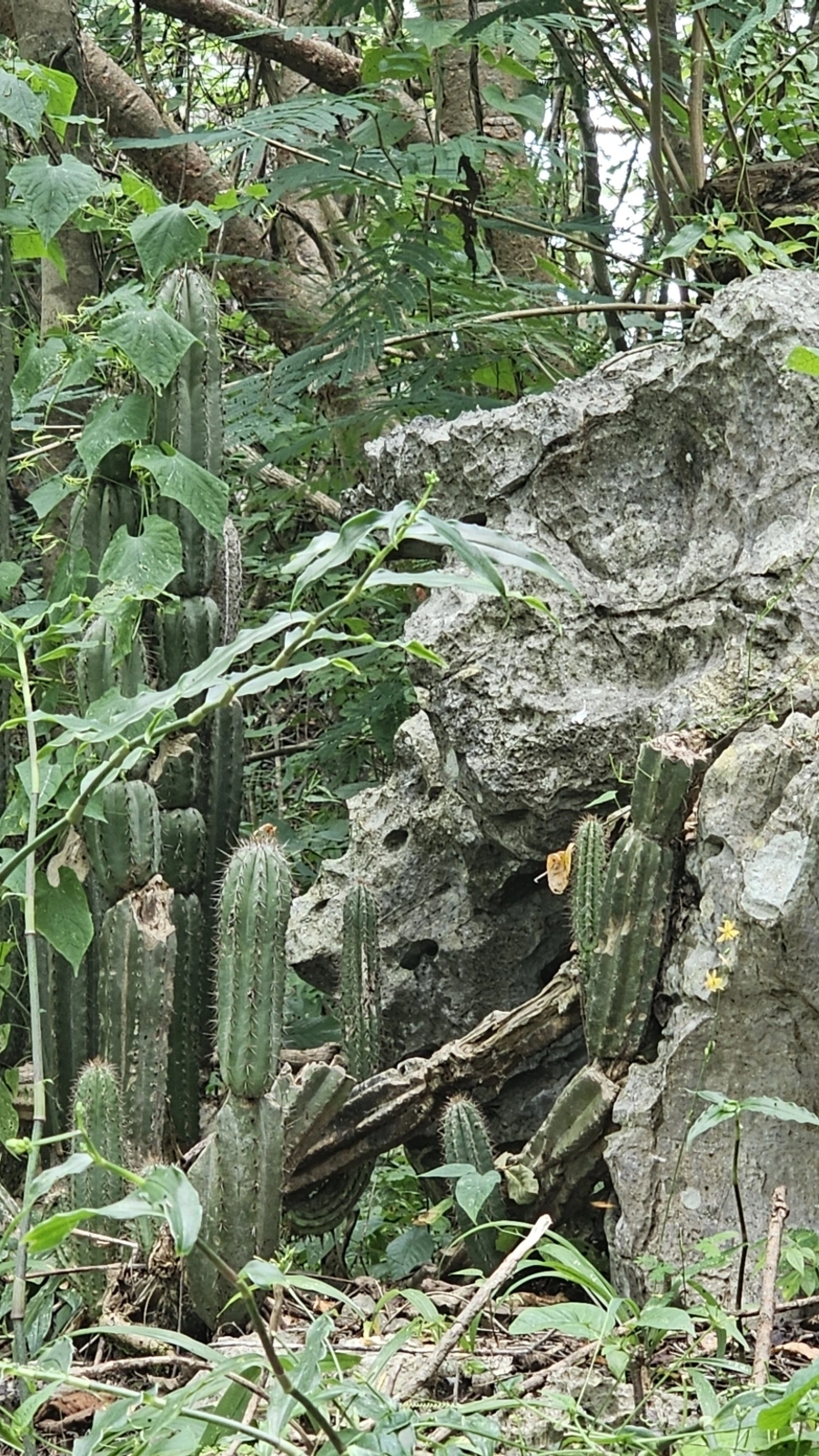 Cephalocereus apicicephalium