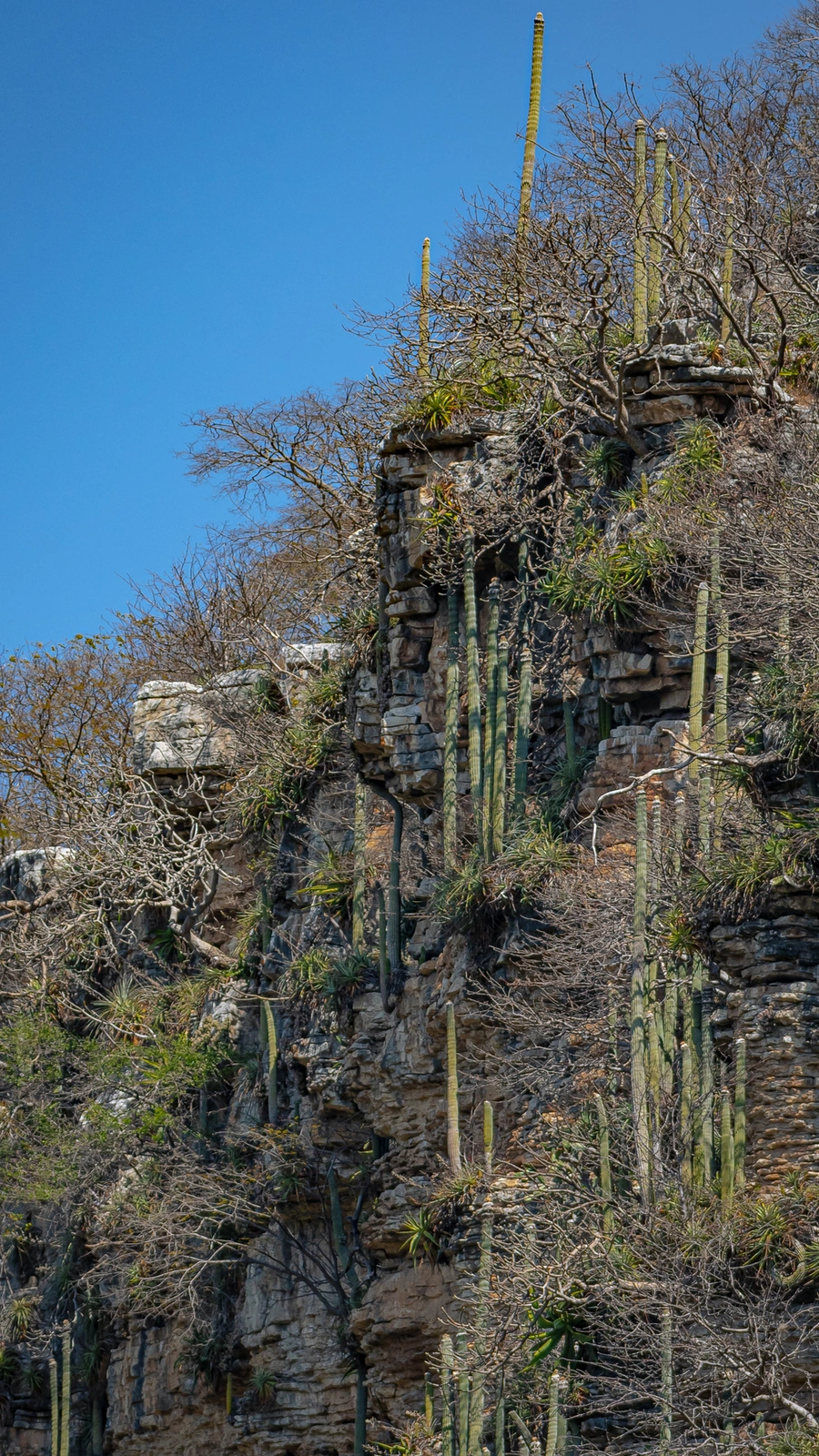 Cephalocereus apicicephalium