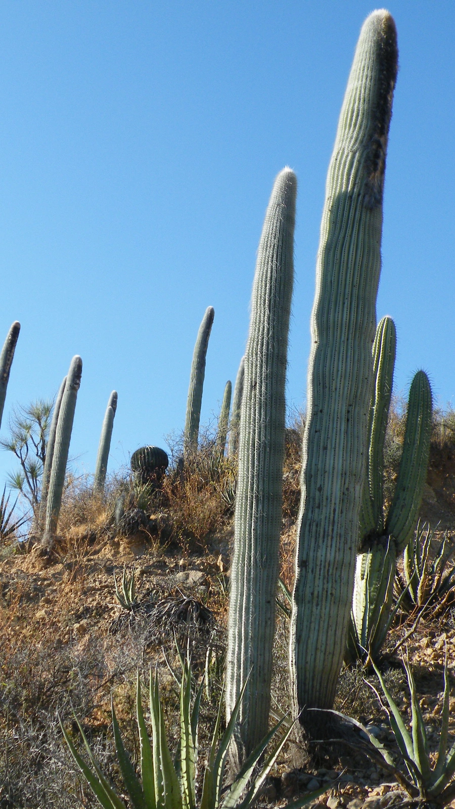 Cephalocereus columna-trajani