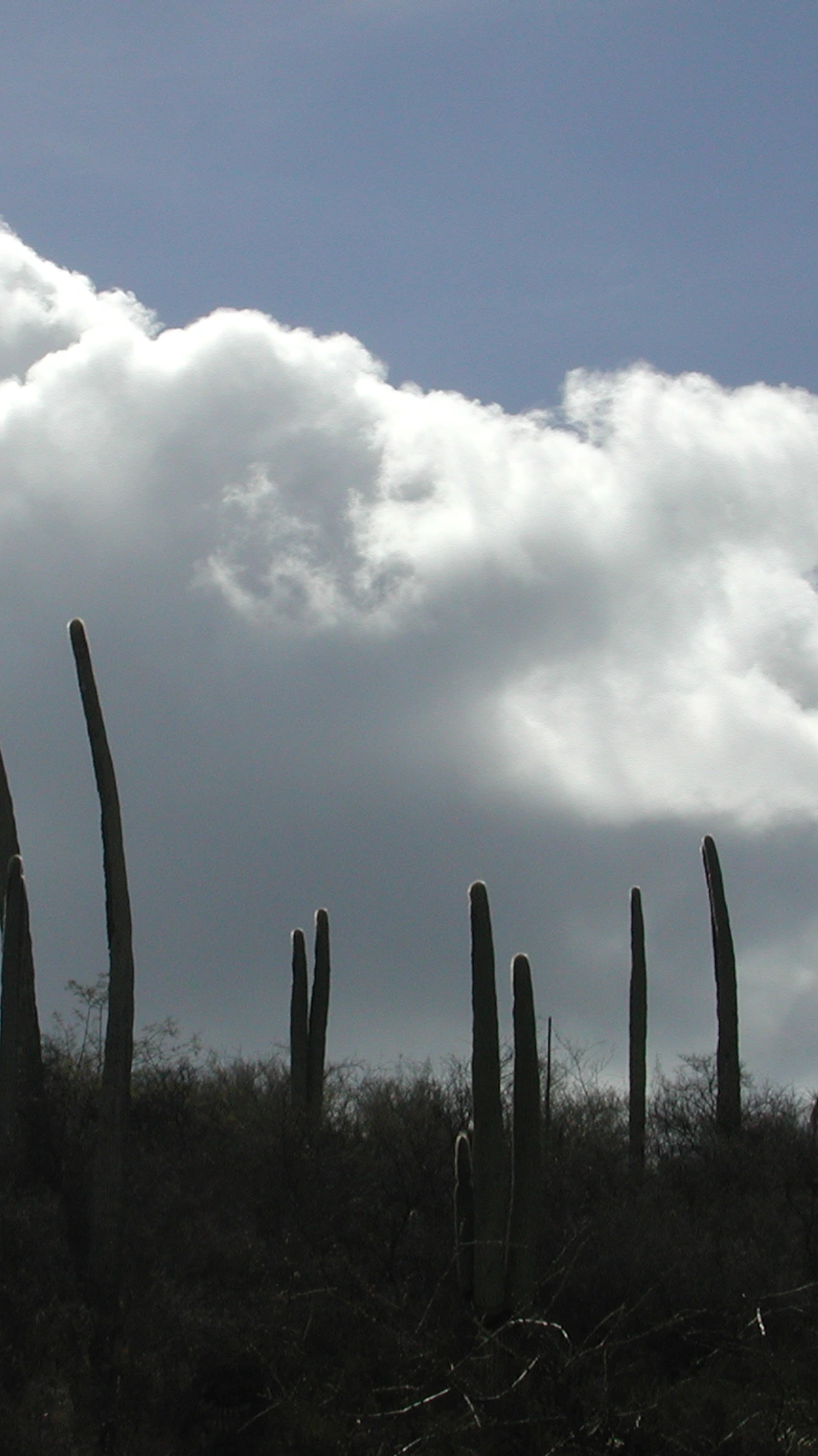 Cephalocereus columna-trajani