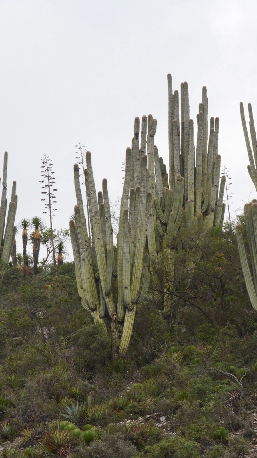 Cephalocereus fulviceps
