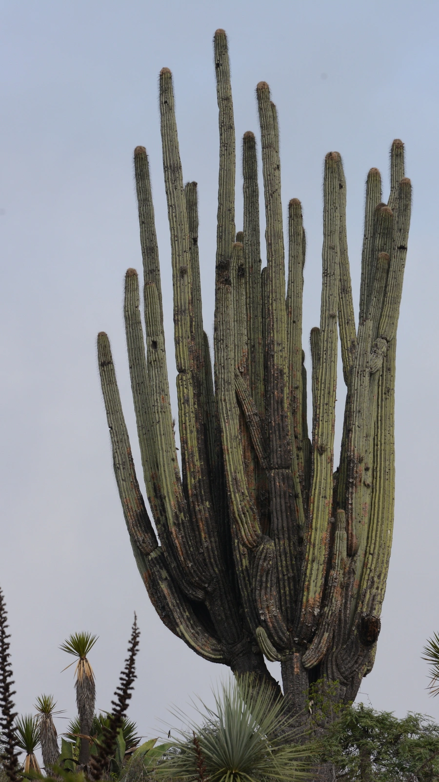 Cephalocereus fulviceps