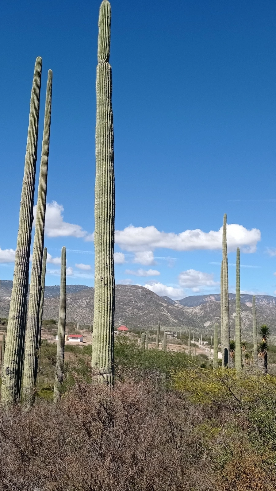 Cephalocereus mezcalaensis