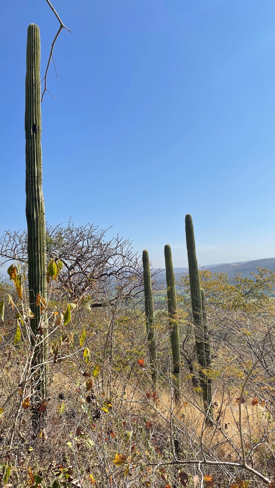 Cephalocereus mezcalaensis