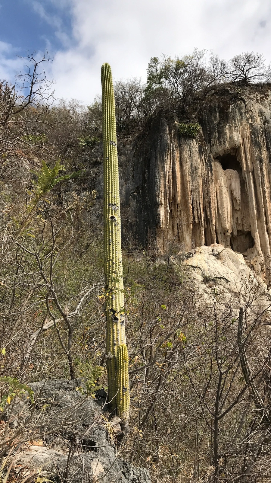 Cephalocereus nudus