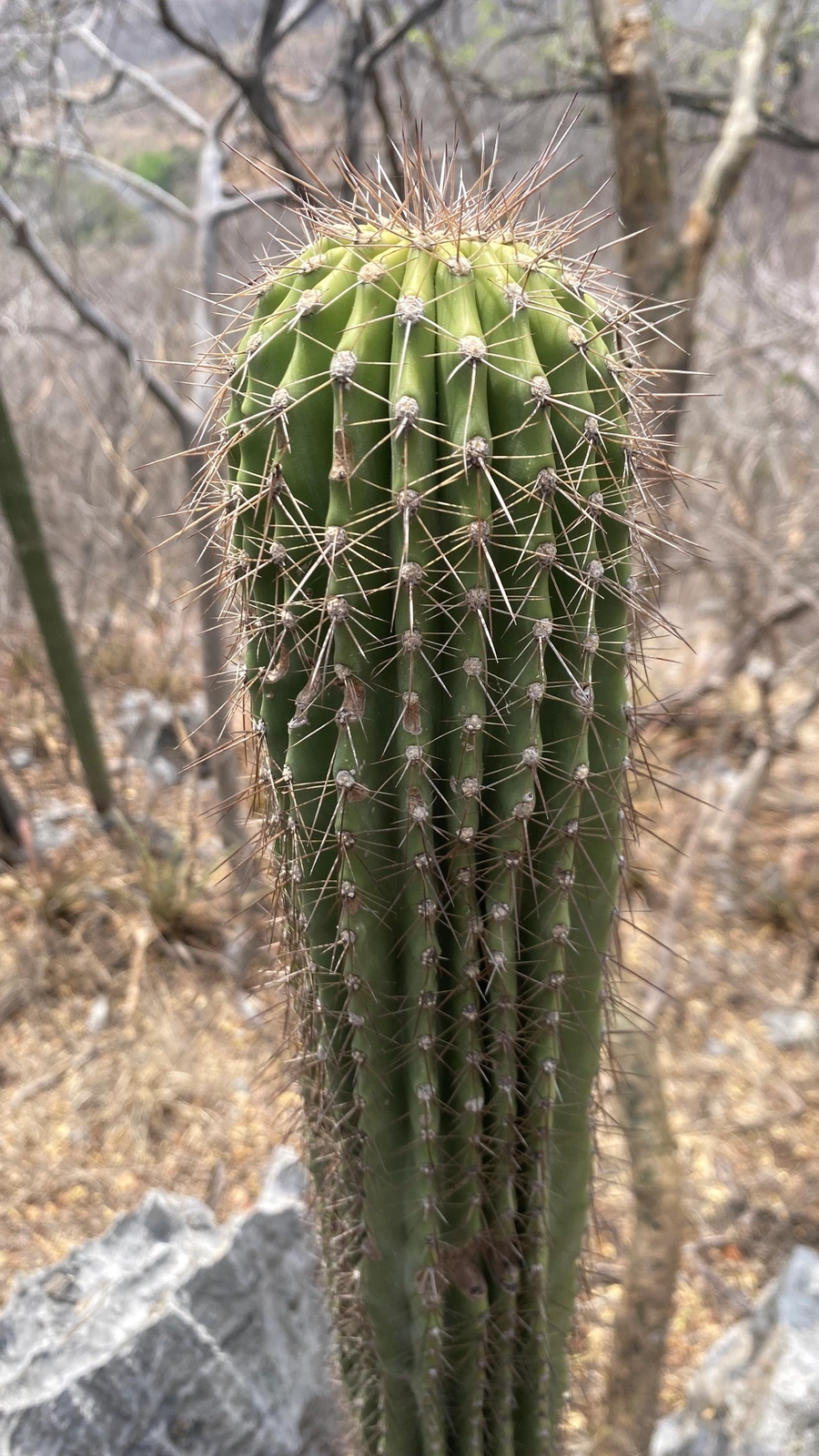 Cephalocereus nudus