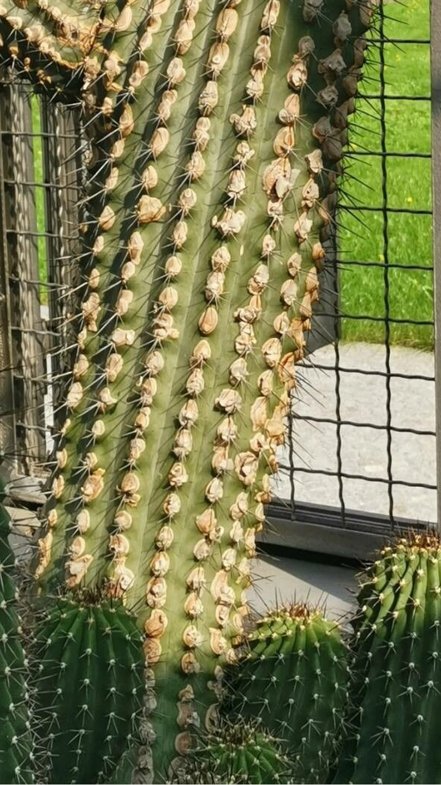 Cephalocereus scoparius