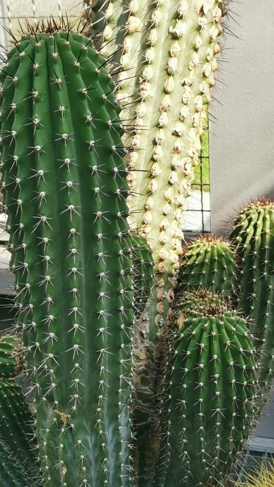 Cephalocereus scoparius