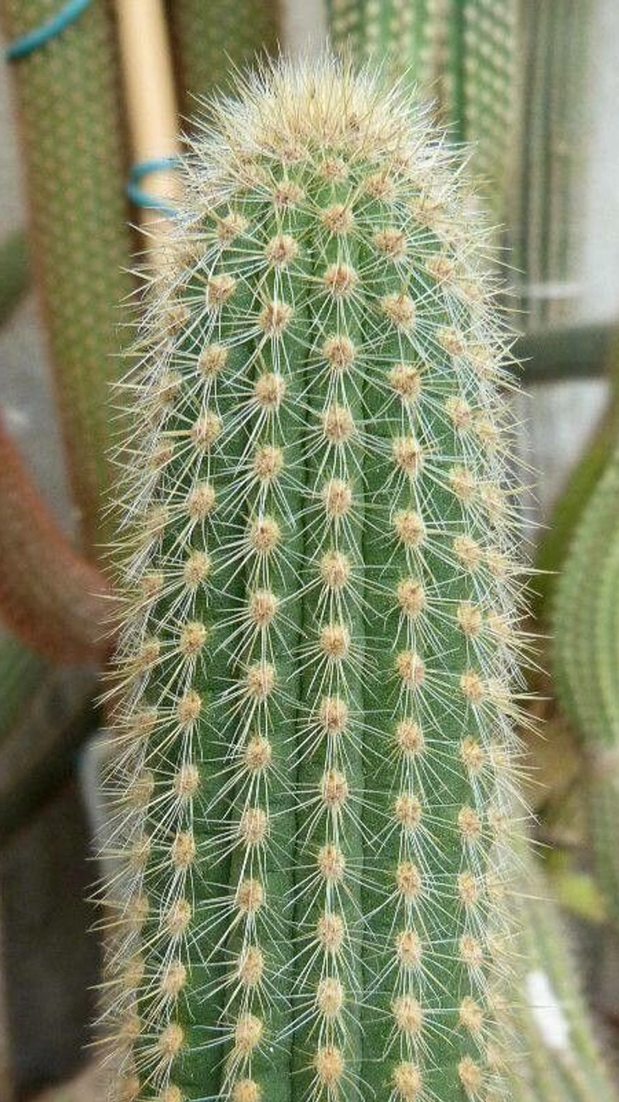 Cephalocleistocactus chrysocephalus