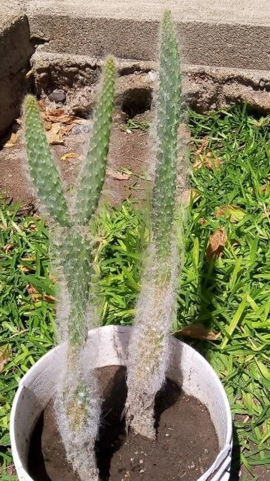 Cephalocleistocactus chrysocephalus