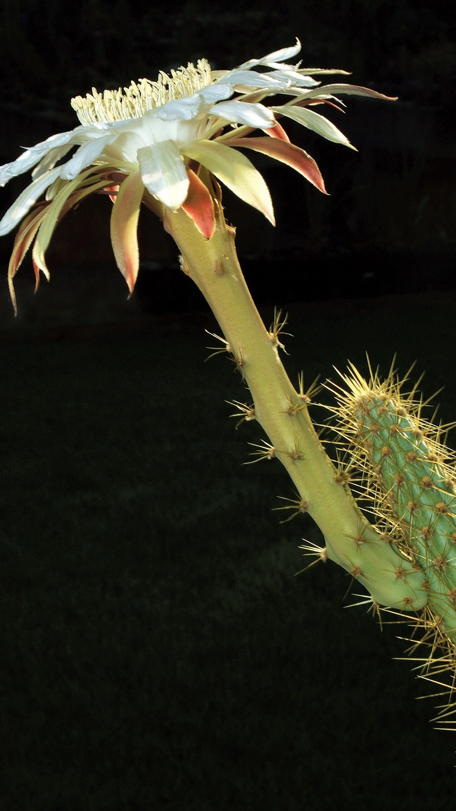 Cereus alex-bragae