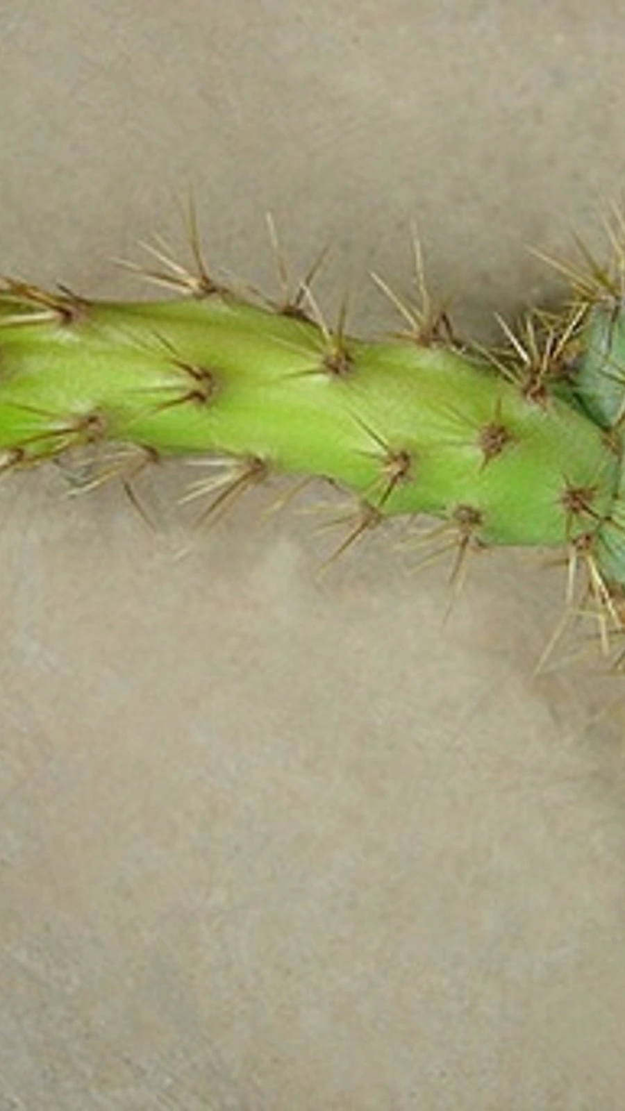 Cereus alex-bragae