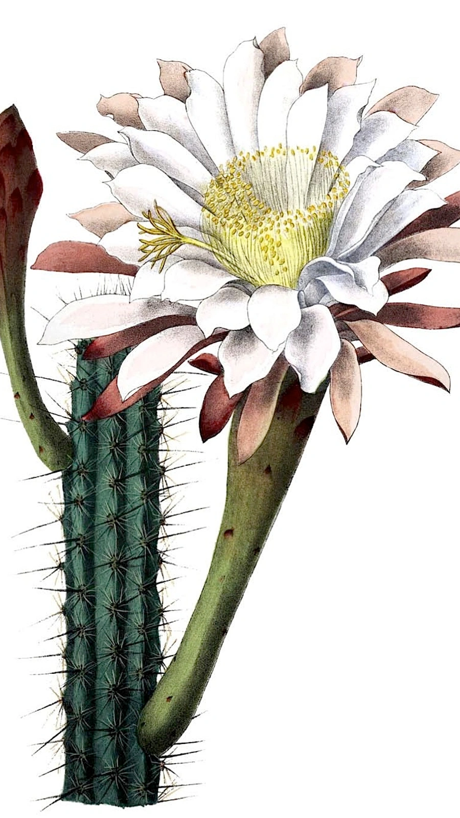 Cereus beysiegelii