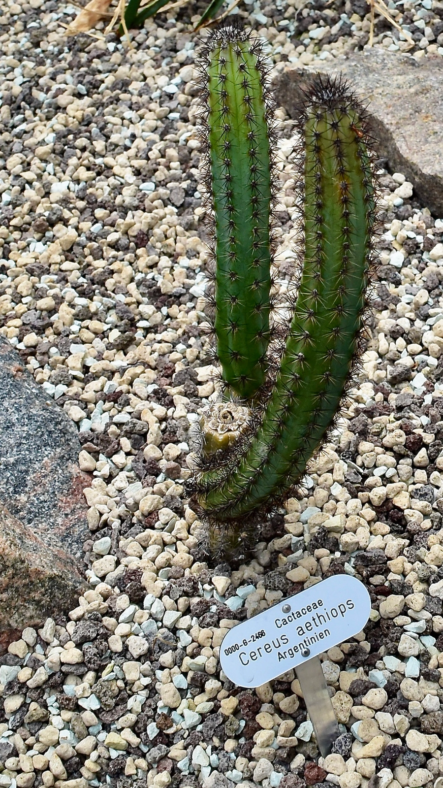Cereus beysiegelii