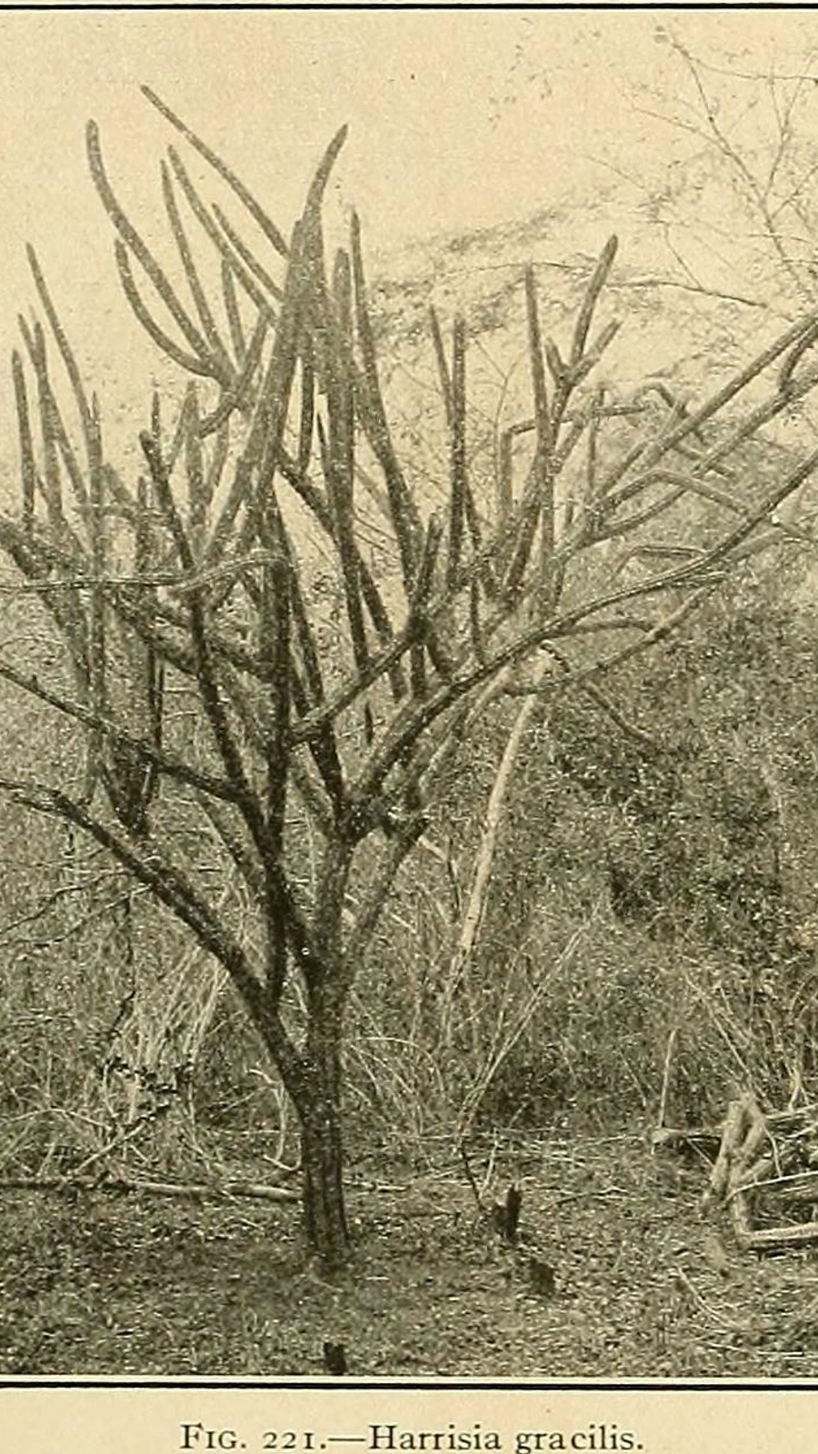 Cereus cossyrensis