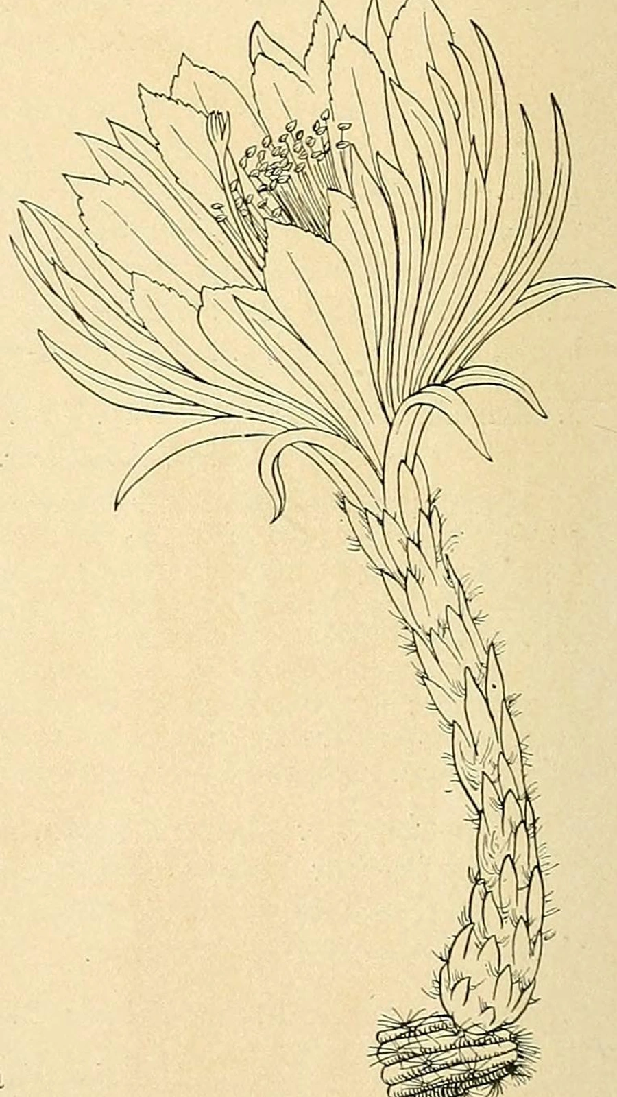 Cereus cossyrensis