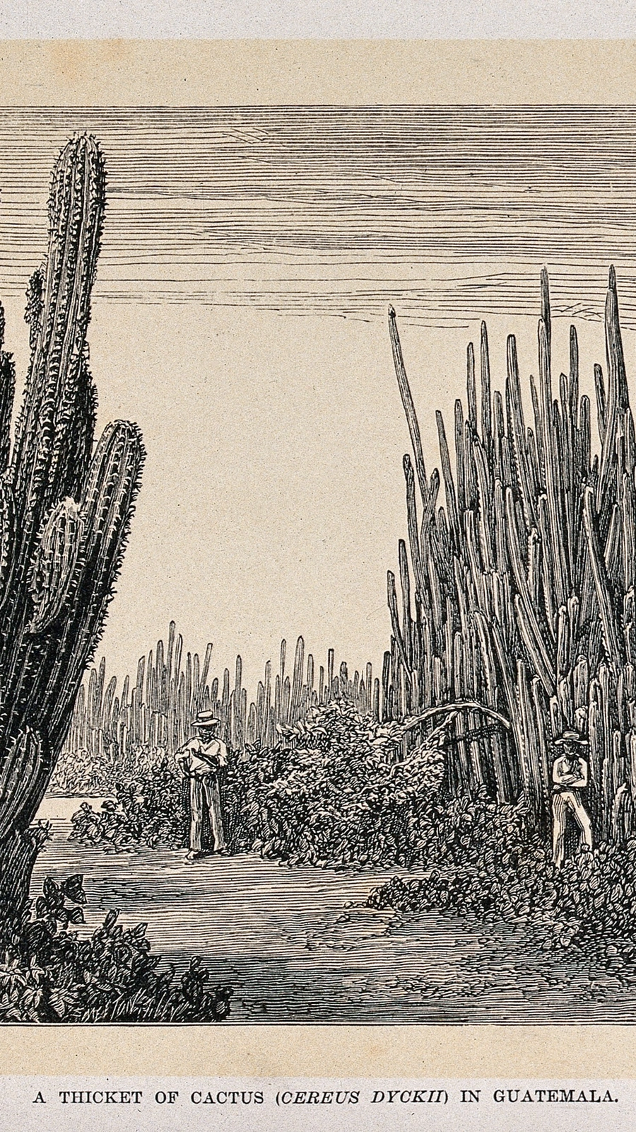 Cereus dyckii