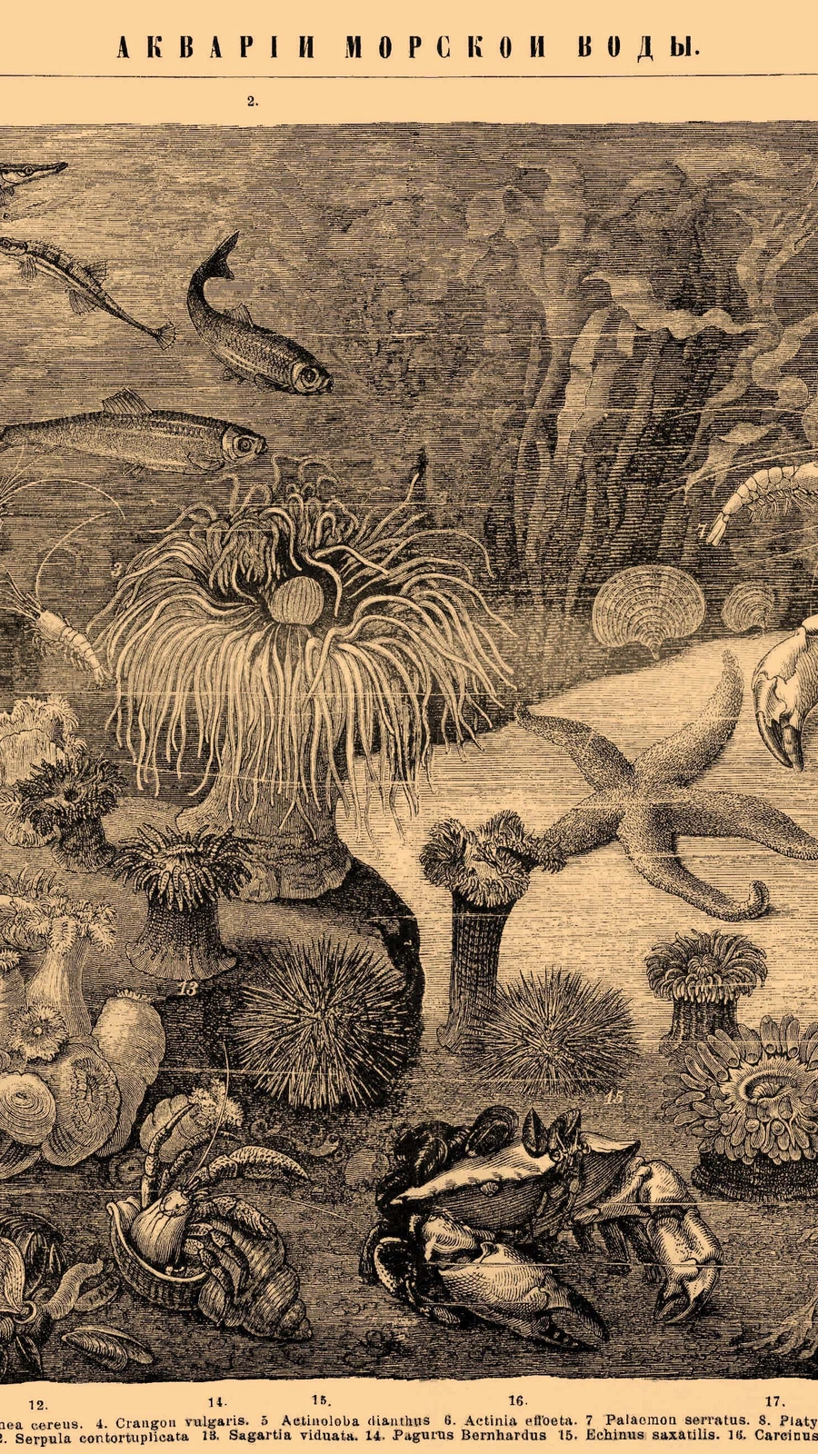 Cereus edulis