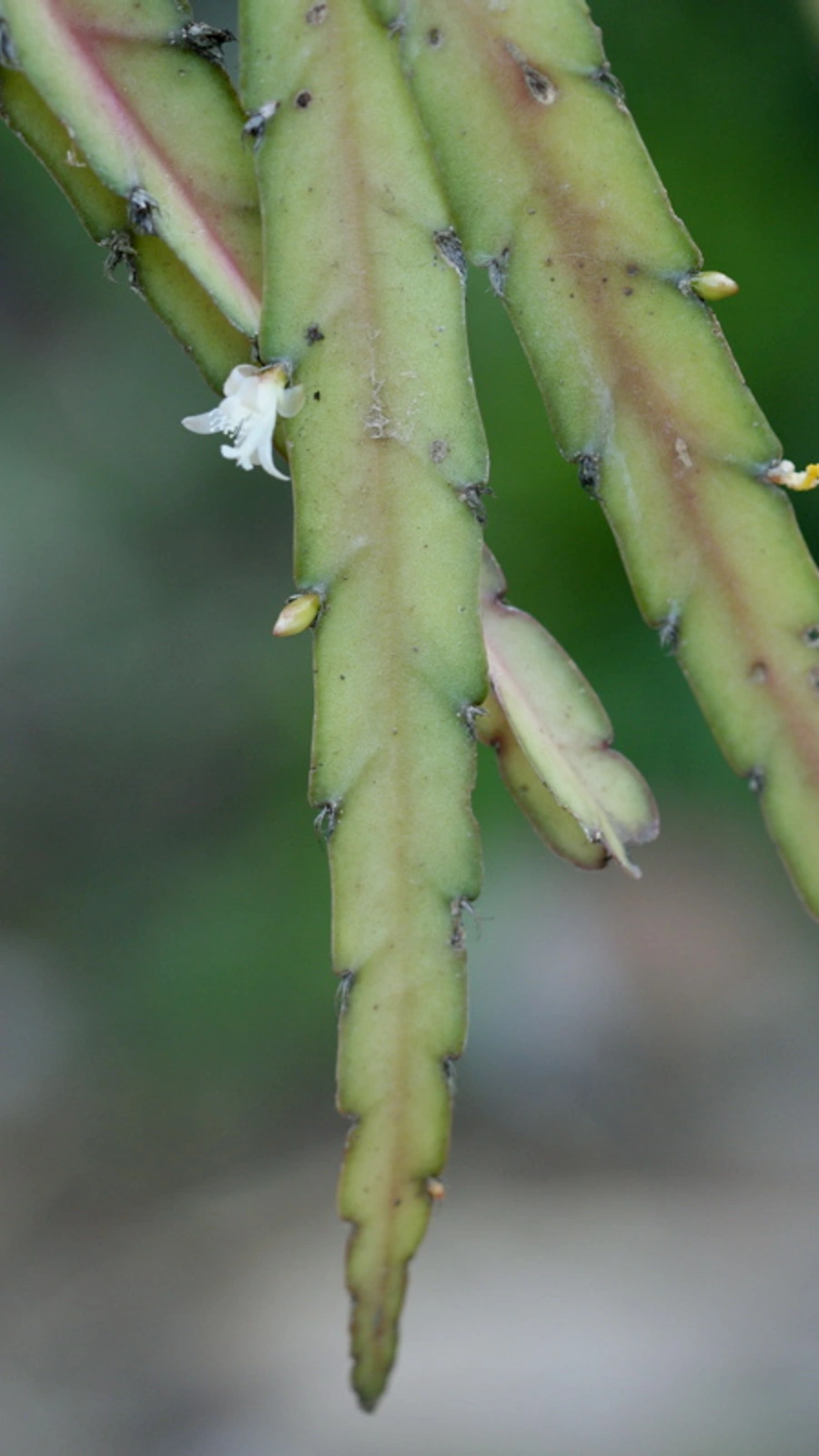 Cereus elegans