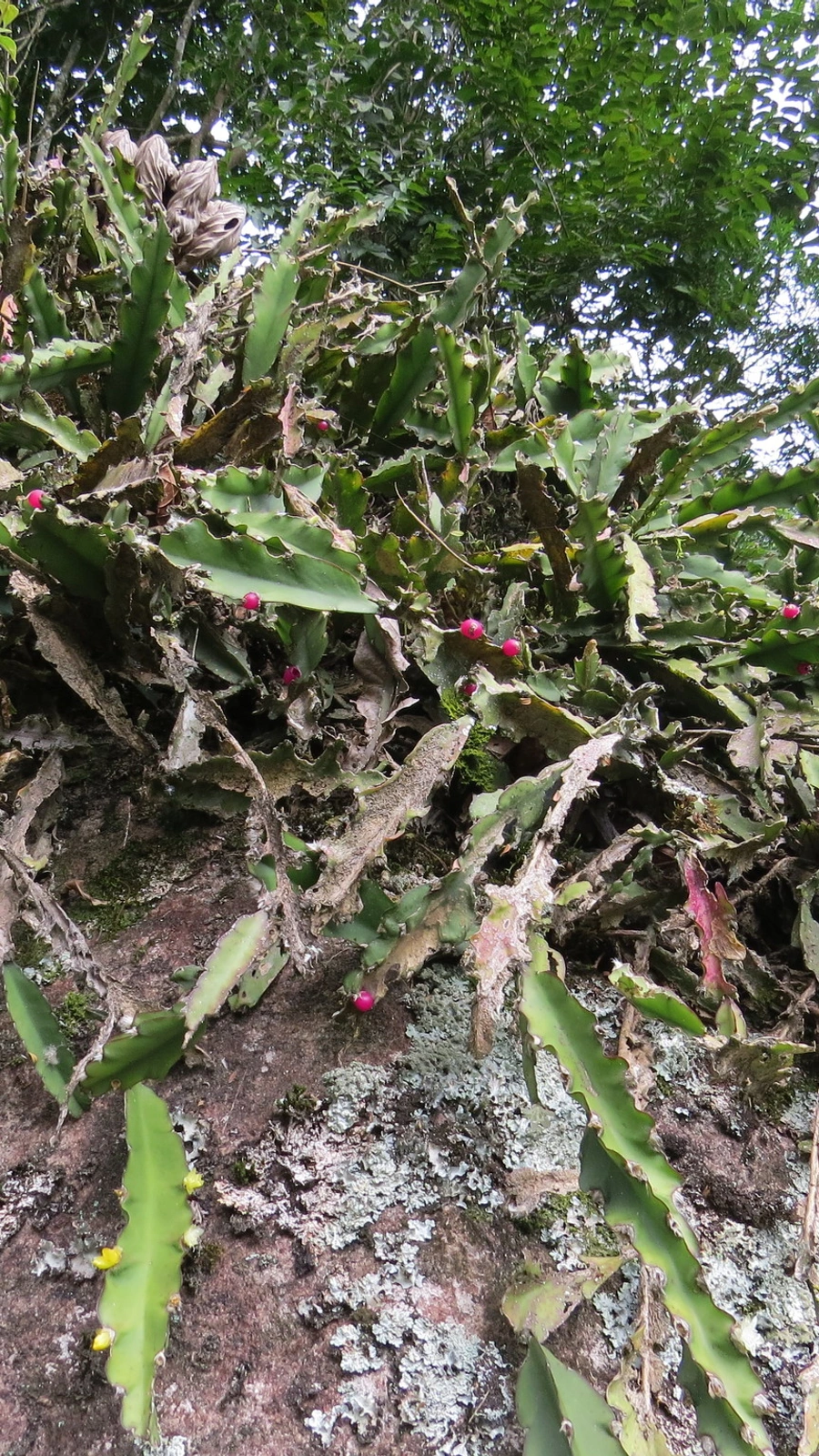 Cereus elegans
