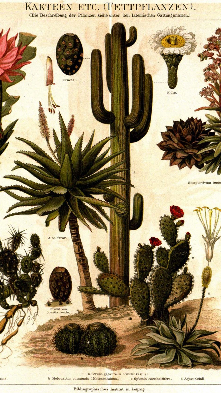 Cereus ferox