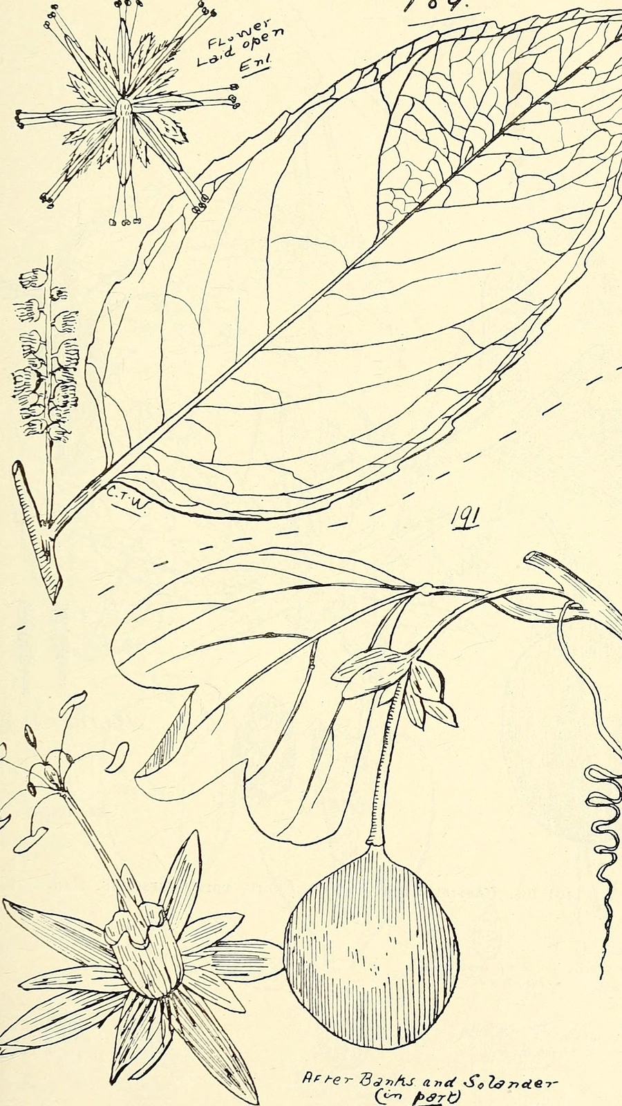 Cereus ferox