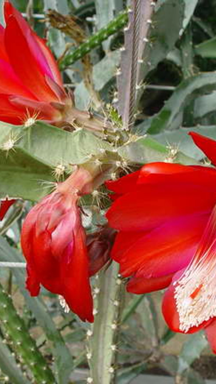 Cereus formosus