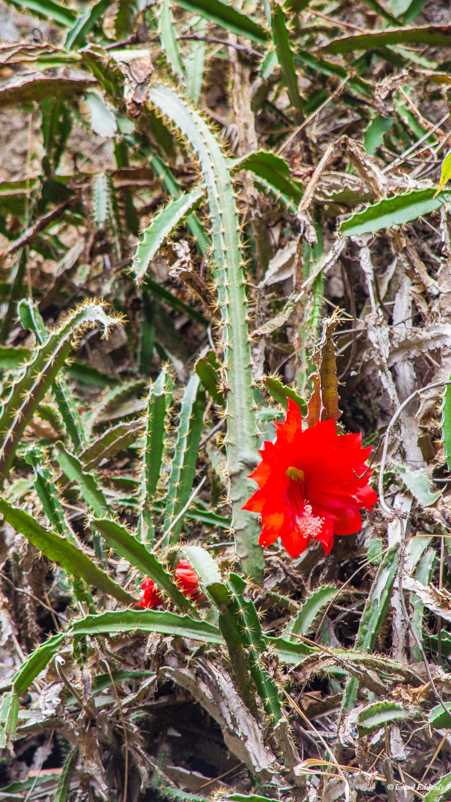 Cereus formosus