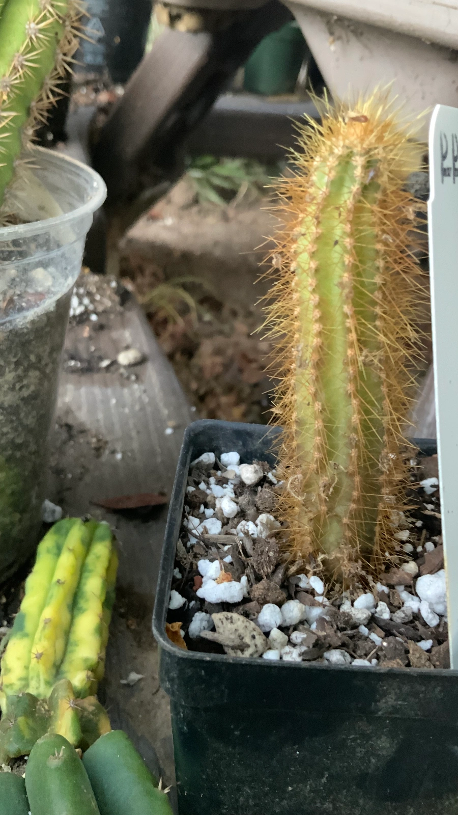 Cereus gerardi
