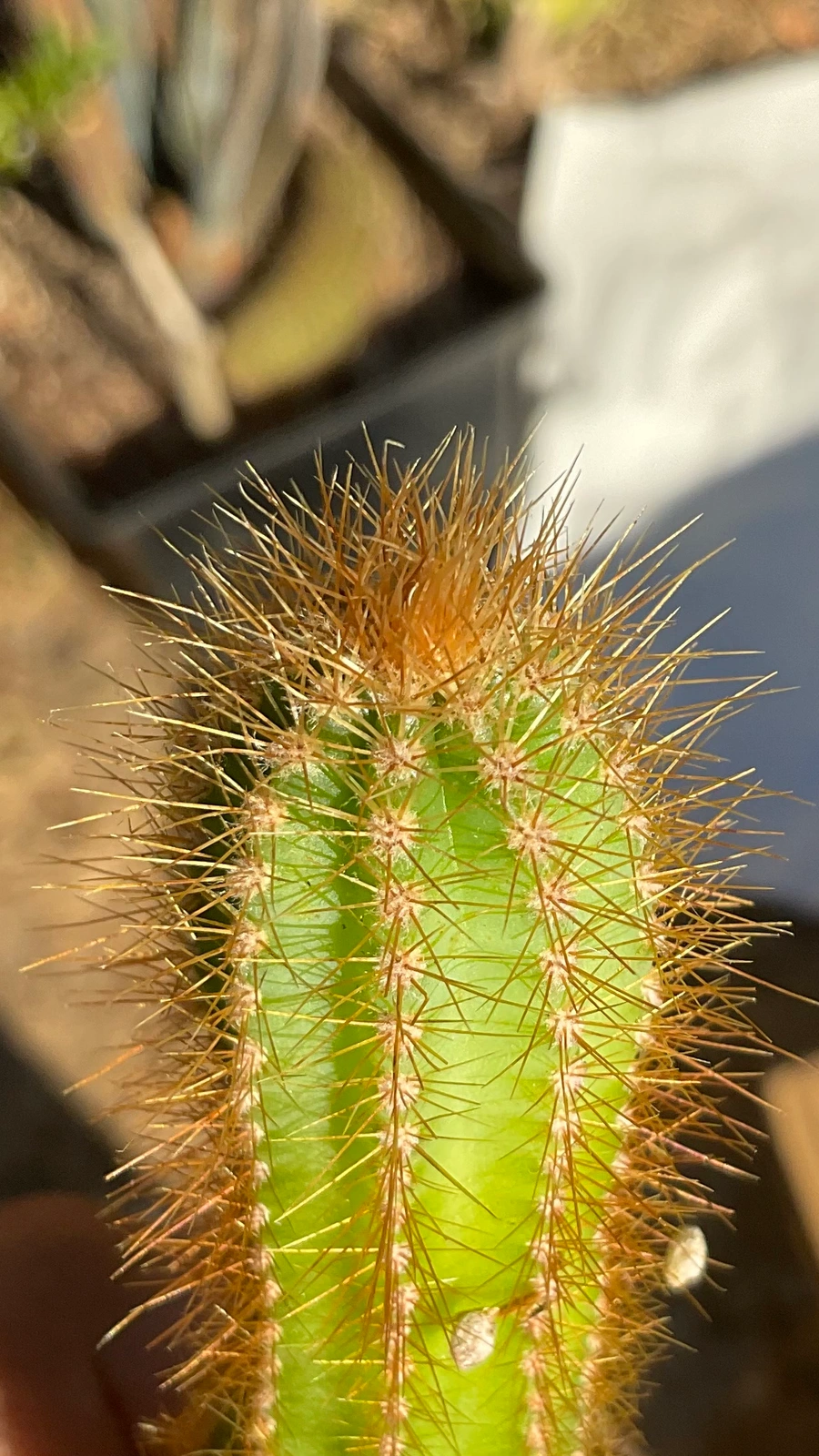 Cereus gerardi