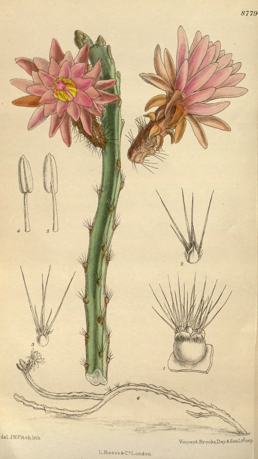 Cereus gonzalezii