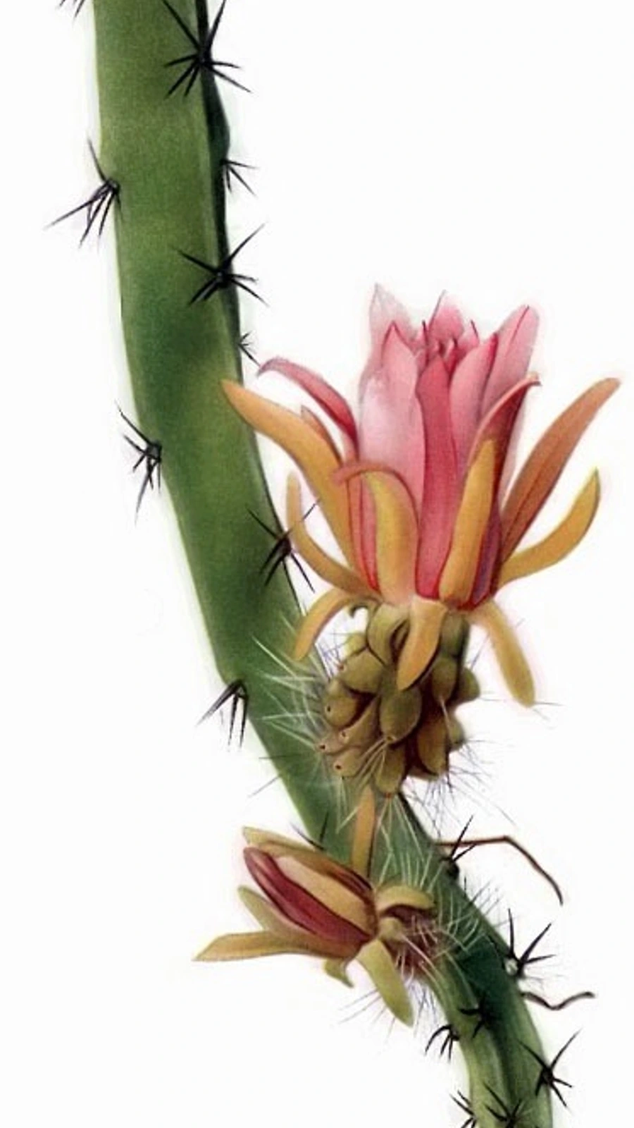 Cereus gonzalezii