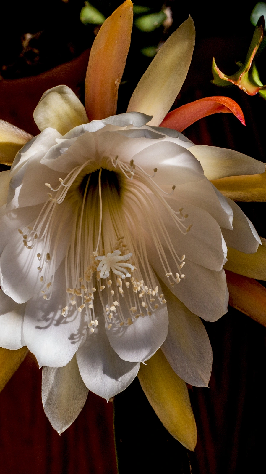 Cereus grandis
