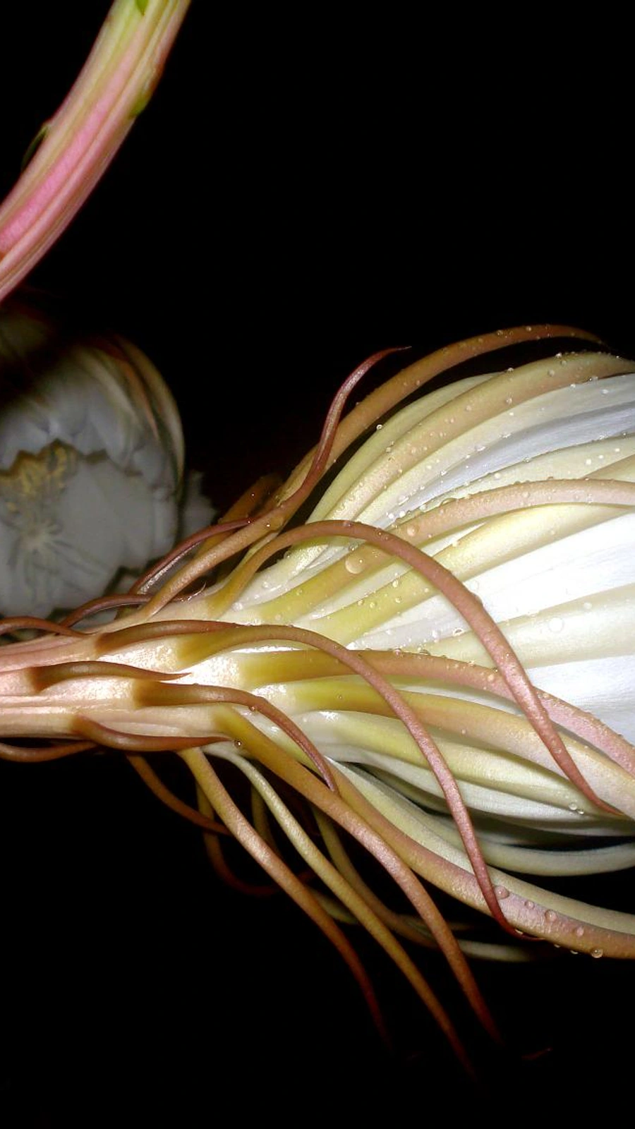 Cereus grandis