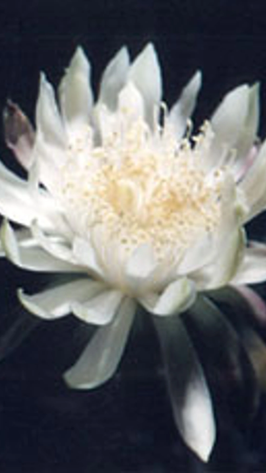 Cereus greggii