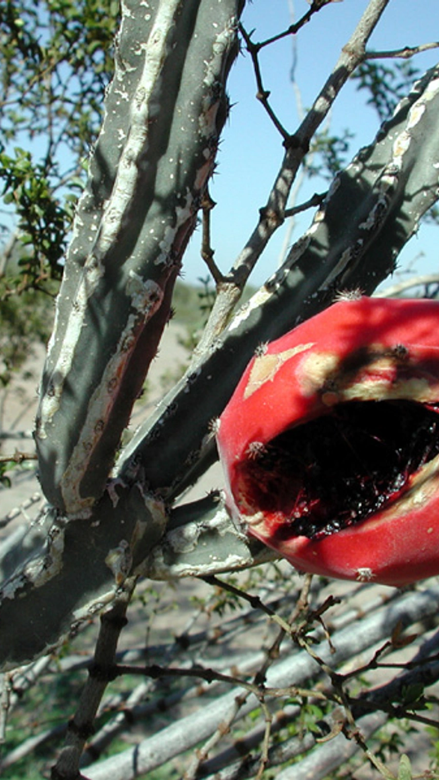 Cereus greggii