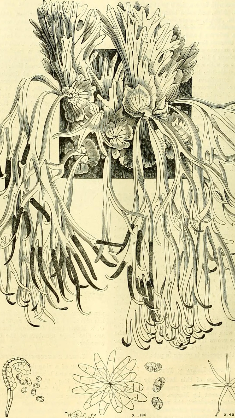 Cereus horizontalis